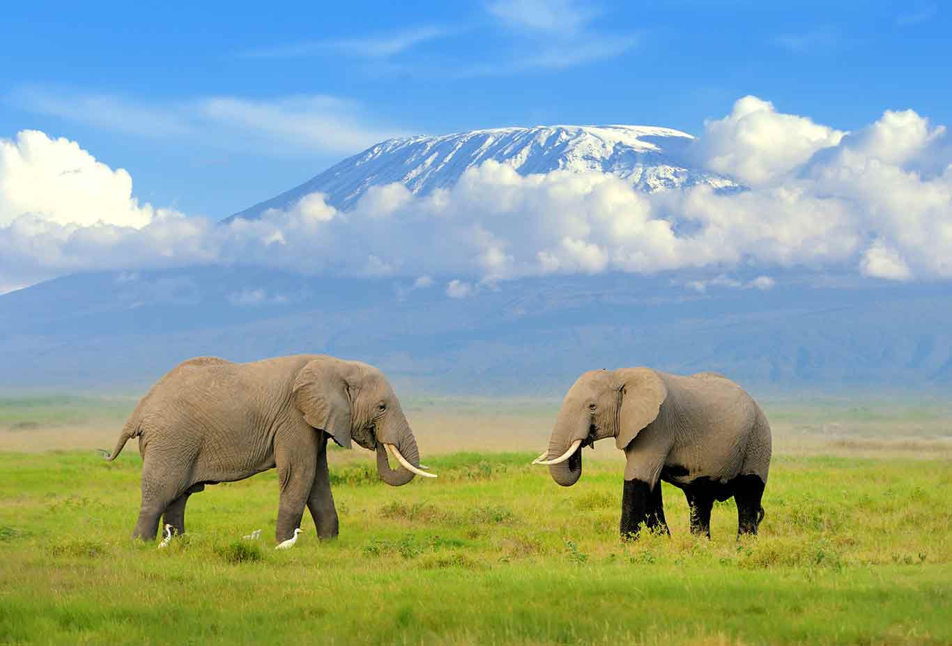 Nairobi – Amboseli National Park